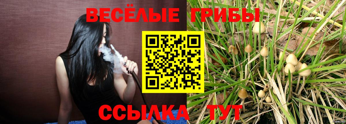 Псилоцибиновые грибы Psilocybe Лесозаводск